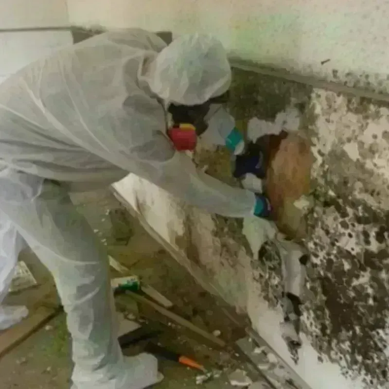 Mold Remediation and Removal in Whitehall, PA